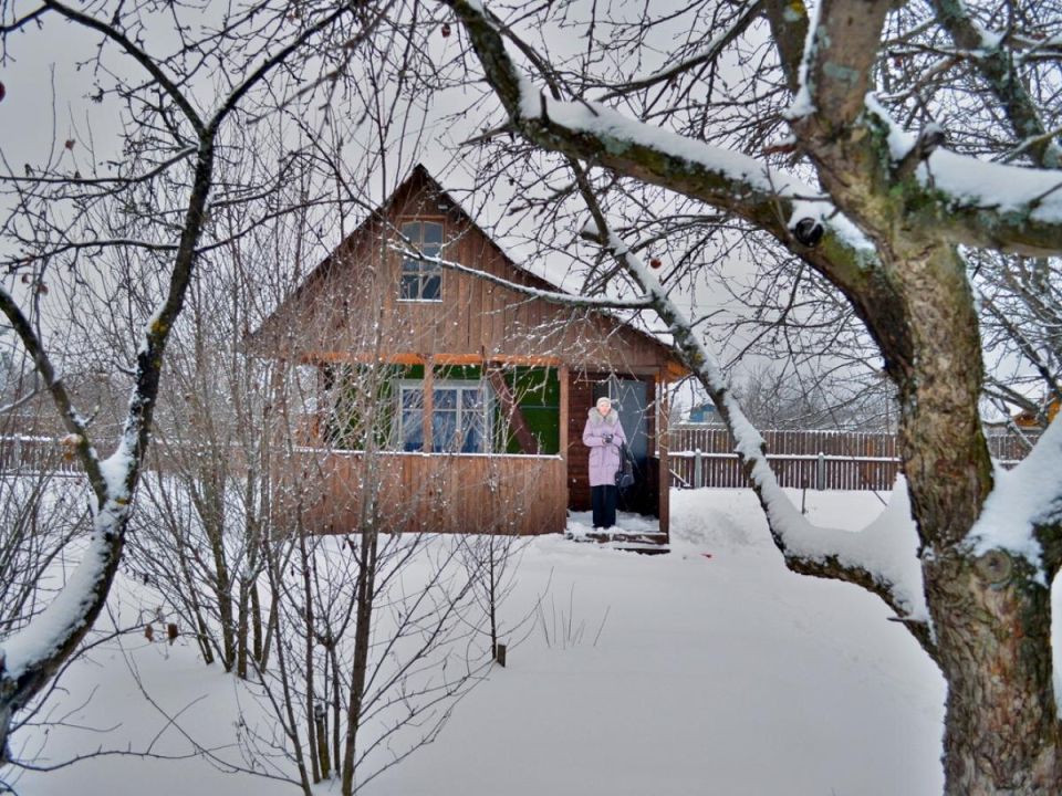 Как снег влияет на молодые деревья и что делать, чтобы кроны не деформировались