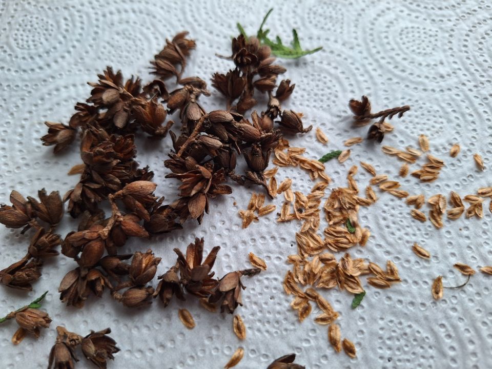 ������ ������ ��� �� �����: ��������� ���������� ������ ���������� ������������