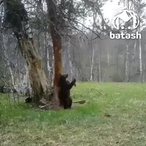     ,    -  