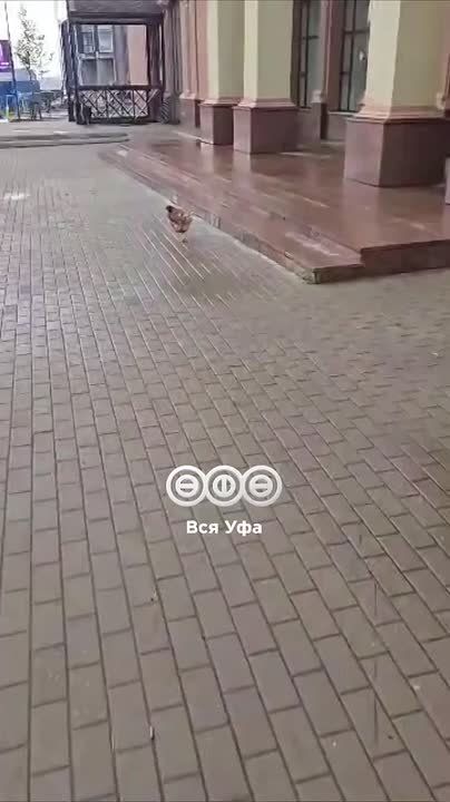  ,      )