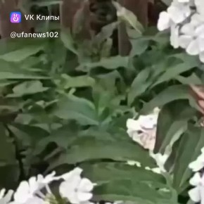  -&quot;&quot;    &quot;-&quot;  