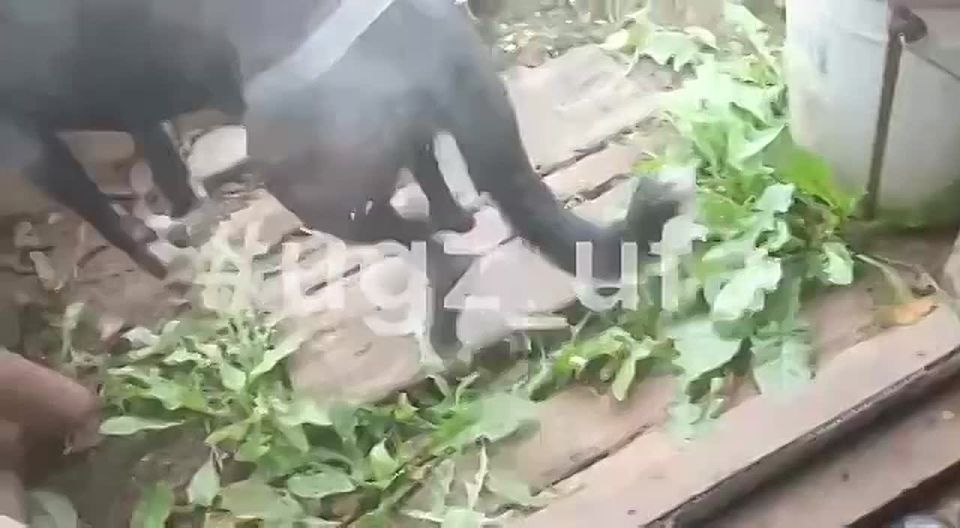 В Уфе собака упала в погреб во дворе частного дома