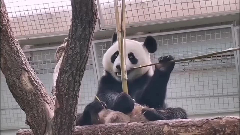 Закусила, чем Бог послал, и пошла клянчить кусочек послаще