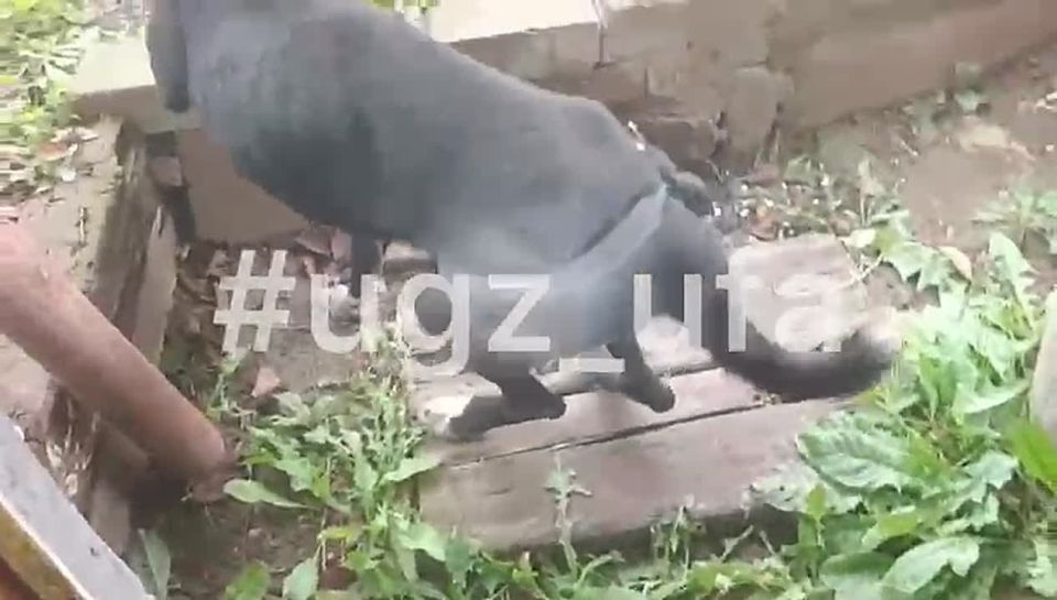 В Уфе спасли собакена. Жительница дома по улице Большой береговой сообщила, что услышала жалобный скулёж