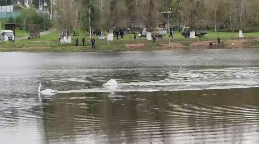 В Благовещенске поселилась семья лебедей