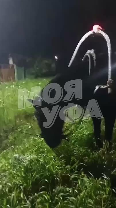 В Баймакском районе Башкирии представили ярко тюнингованную повозку с лошадью