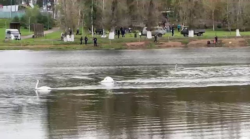 Глава города Башкирии показала лебединую семью