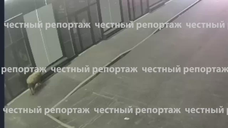 Барана-злоумышленника ищут в Башкирии