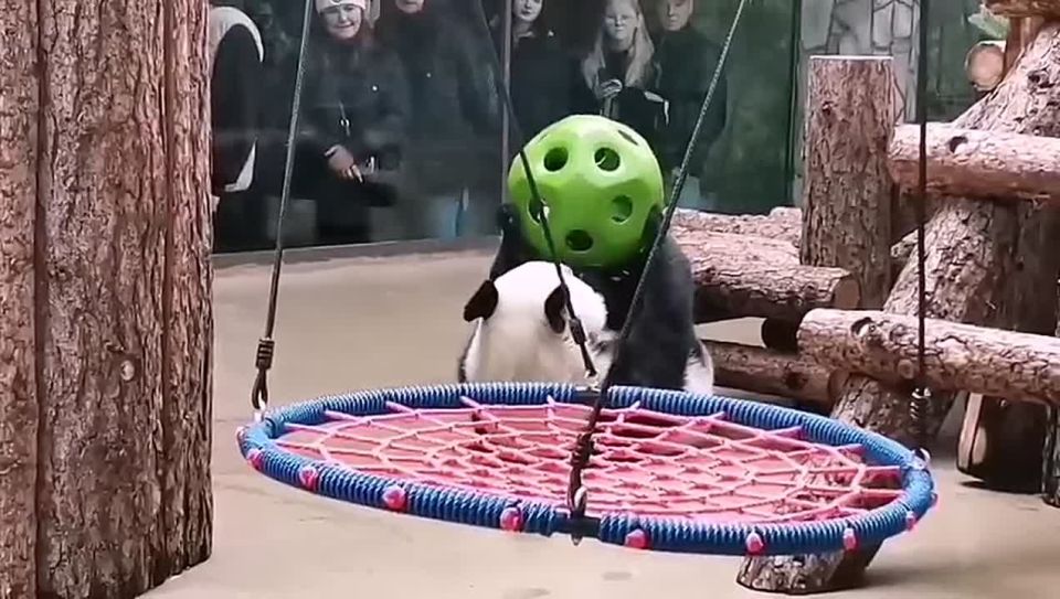 Чтобы раздобыть вкусняшку, нужно приложить усилия, даже если ты —панда Катюша из Московского зоопарка