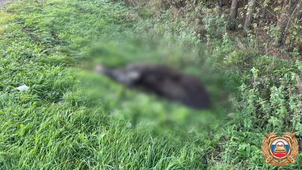 В Архангельском районе «Лада» наехала на лося