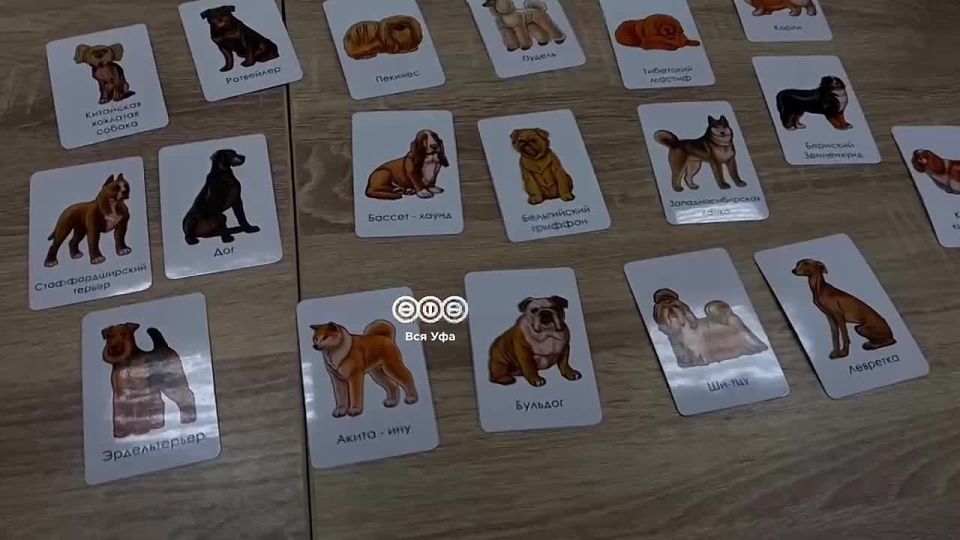 Мэр Уфы торжественно открыл "Пушистый клуб" - центр заботы о домашних животных