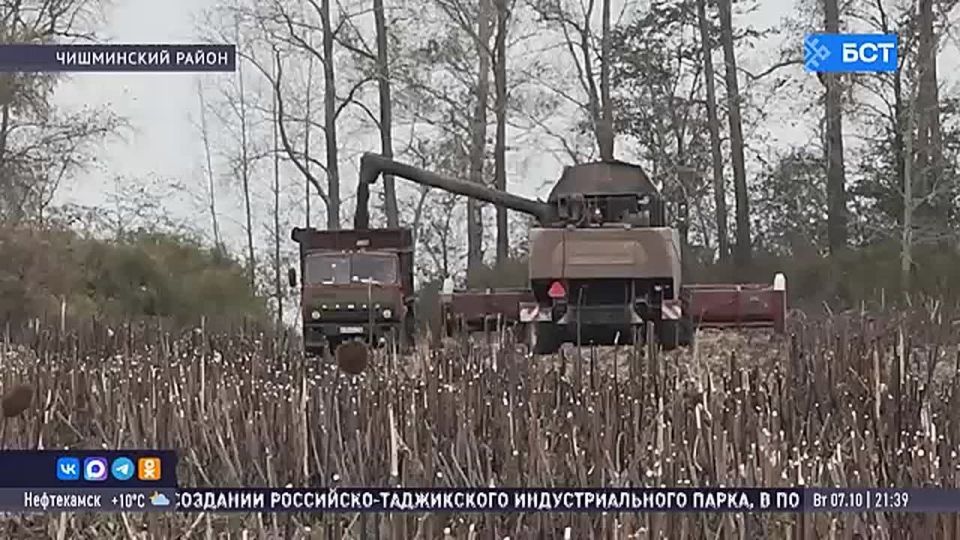 В Башкирии урожай масличных может достигнуть 1 млн тонн