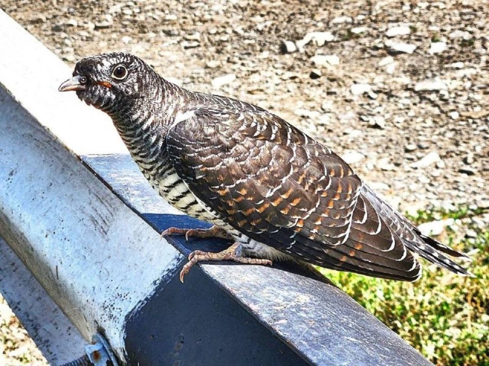 В Башкирии пара трясогузок вырастила кукушонка