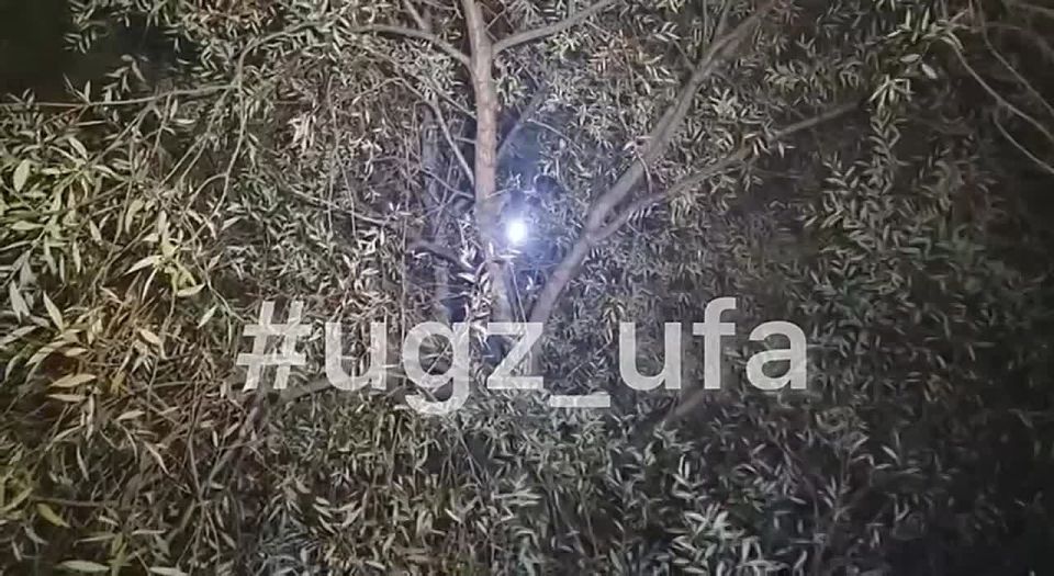 Уфимка залезла на 15-метровую иву, чтобы спасти кота, и застряла