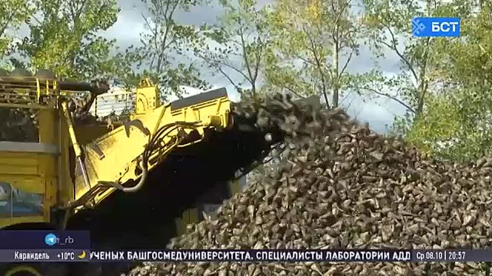 В Минсельхозе опровергли новости о росте цен на сахар