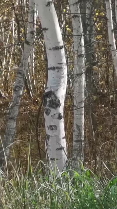 Меж деревьев заметили косулю