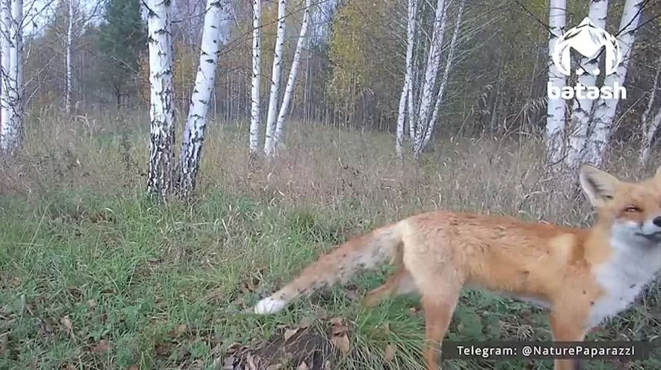 Включайте видео и смотрите внимательно