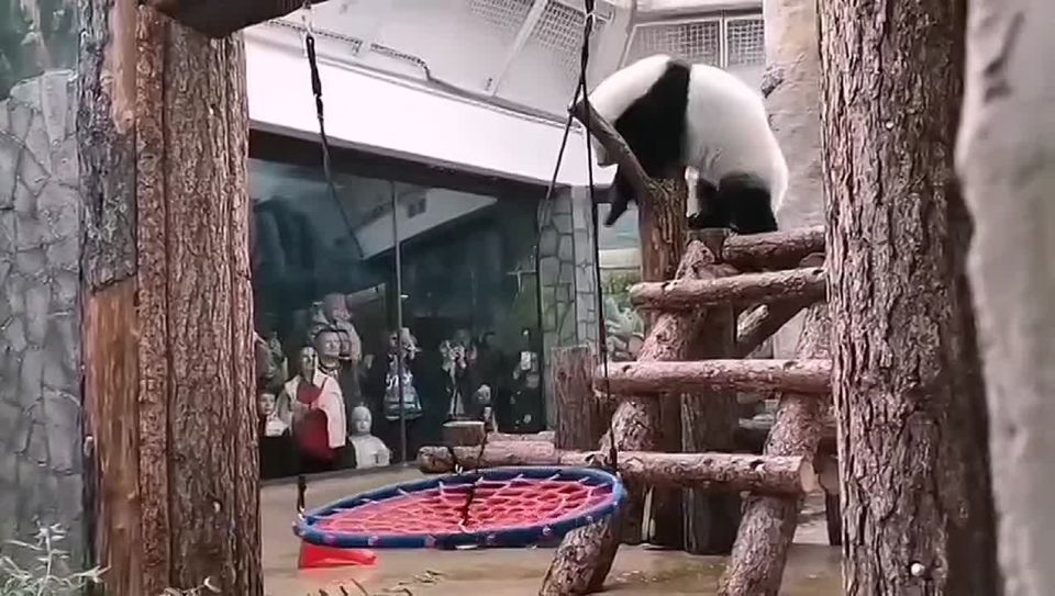 Кто-то в выходные набирает лишние калории, а Катюша из Московского зоопарка их активно сжигает