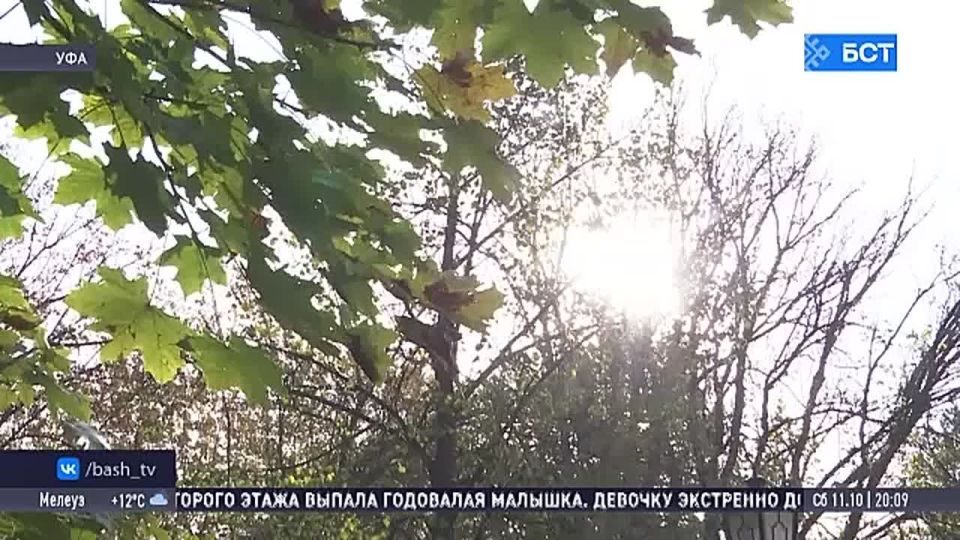 В Башкирии впервые отметили День курая