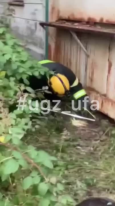 В Уфе не оставили в беде сбитую машиной бездомную собачку