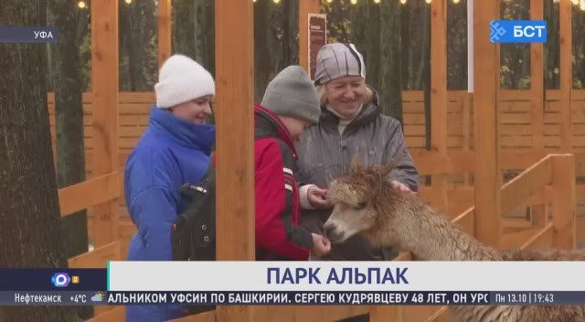 В Уфе открылся парк альпак