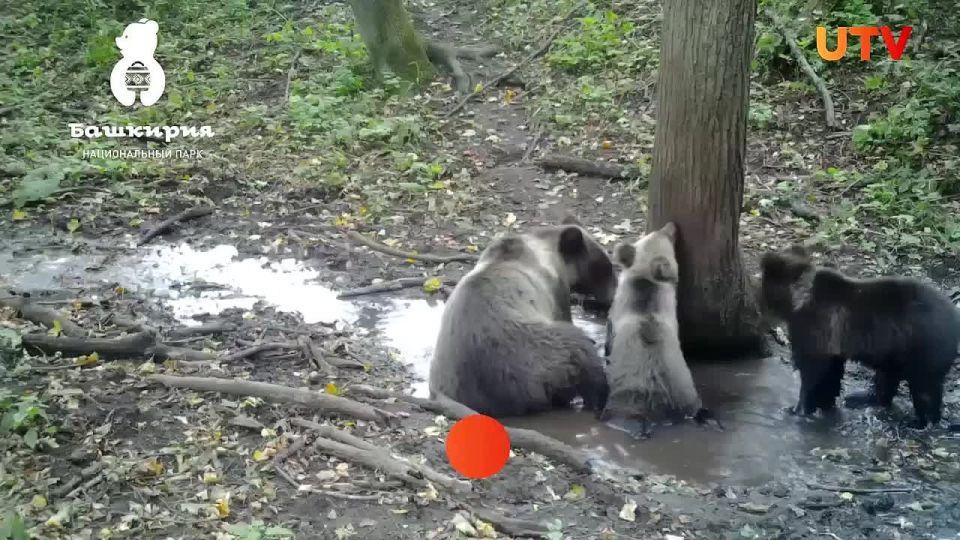Милоты в ленту: в нацпарке «Башкирия» медведица с двумя малышами устроила водные процедуры в луже