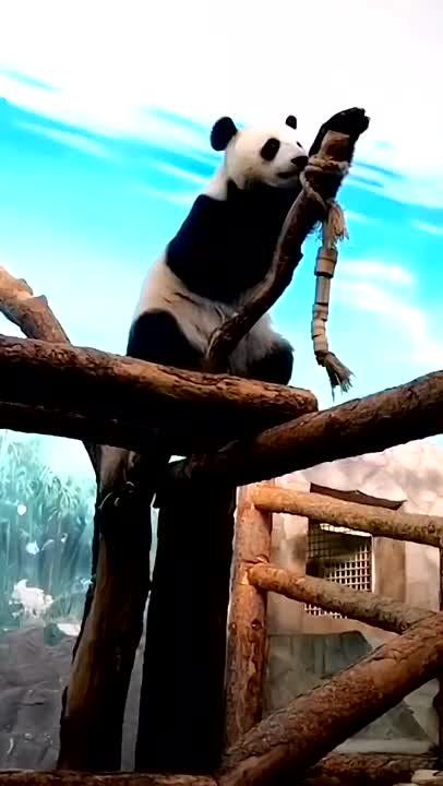 Когда душа рвётся ввысь…. Время от времени каждому хочется вырваться за пределы своего привычного мирка, и Катюша из Московского зоопарка не исключение