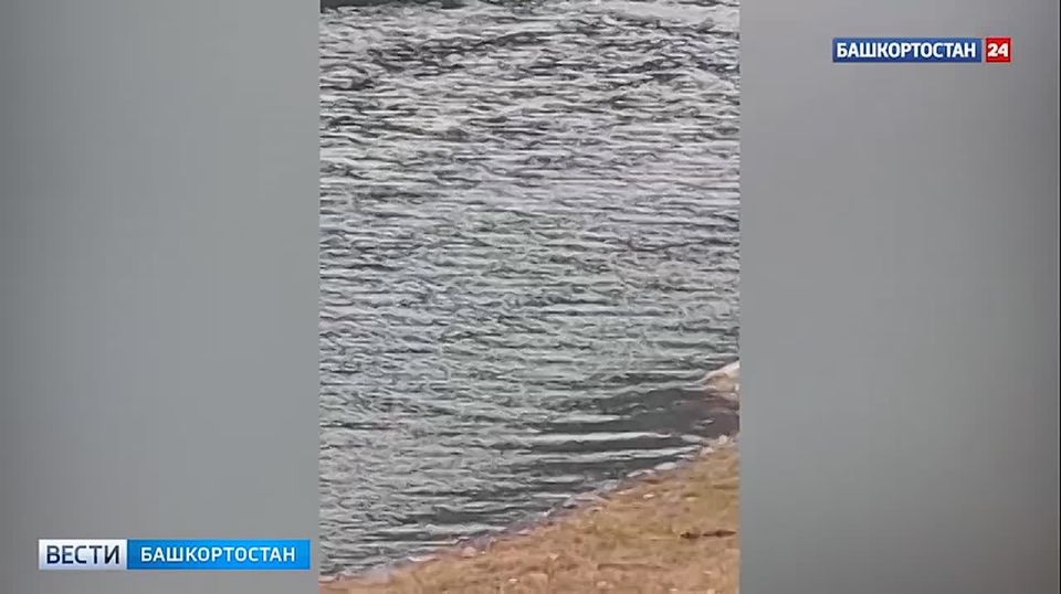 Косули переплыли реку в башкирском парке «Зилим»