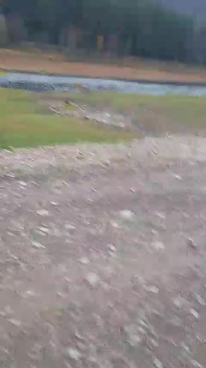 Уникальные кадры. В Гафурийском районе на территории природного парка «Зилим» были замечены косули, переплывающие реку