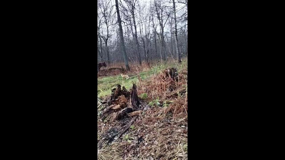 Лиса без страха вышла к людям