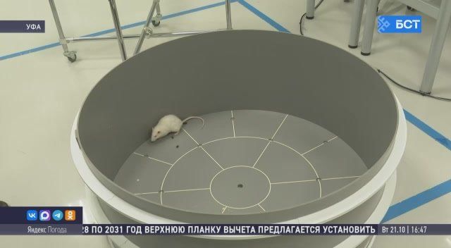 В Уфе ученые разрабатывают новый антидепрессант