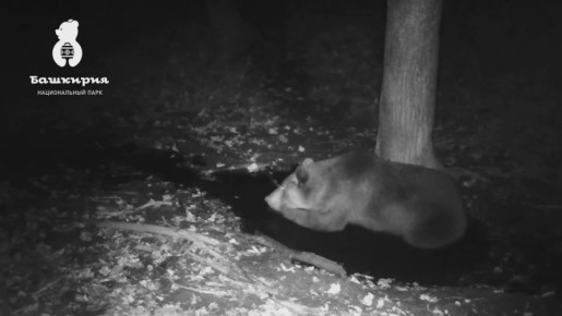 В нацпарке Башкирии фотоловушка запечатлела медведя, пришедшего к ручью охладиться и избавиться от паразитов