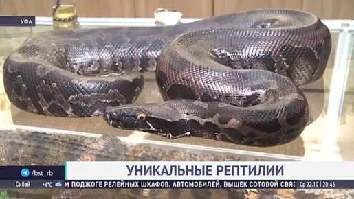 Учёный из Уфы получил потомство редких питонов