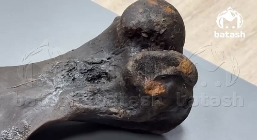 Кости мамонта и древнего носорога нашёл рыбак в Кушнаренковском районе