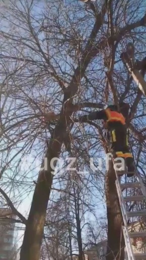 В Уфе пришли на помощь коту