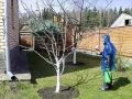 Весенние секреты: как защитить яблони от болезней и вредителей