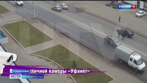 Конь бегал по проезжей части в Стерлитамаке