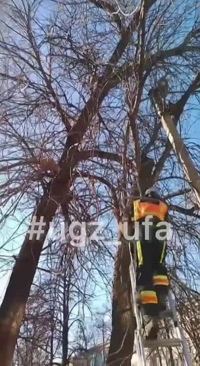 В Черниковке кот 3 дня просидел на дереве на высоте около 7 метров — туда его загнали собаки