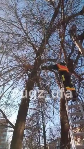 Три дня висел на дереве: в Уфе спасатели помогли коту