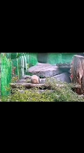 Катюха из Московского зоопарка взяла след!