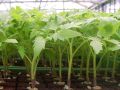 Нашатырный спирт: секрет здоровой рассады, о котором стоит знать каждому садоводу