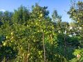 Садовые хамелеоны: удивительные изменения цвета фруктов