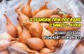 Ошибки при посадке озимого лука: как избежать бед с урожаем