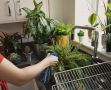 Как сохранить комнатные растения во время отпуска: практические советы
