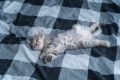 Спать с кошкой: чего не учли хозяева?