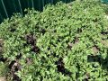 Как правильно окучивать картошку для рекордного урожая: секреты успеха