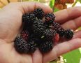 Как отмыть следы от шелковицы с рук: 5 копеечных лайфхаков