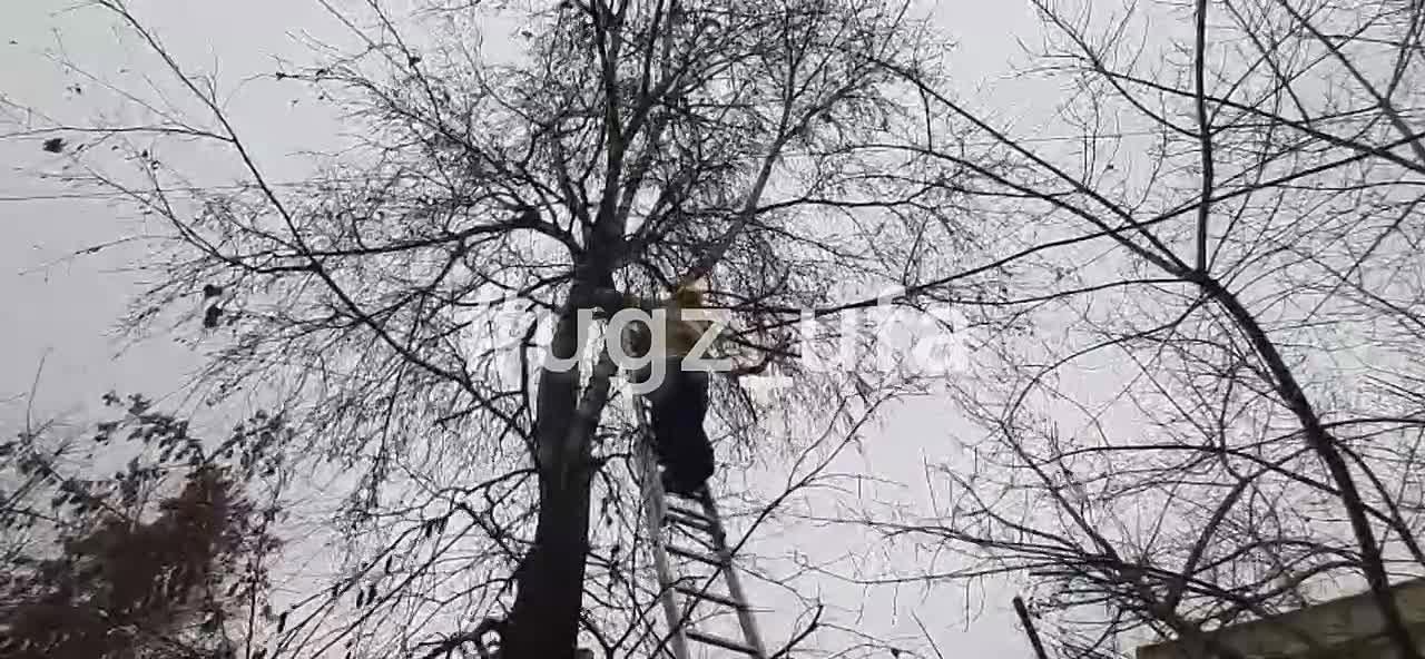 Кошка против спасателей. Во дворе частного дома в Уфе сотрудники УГЗ столкнулись с упрямой питомицей