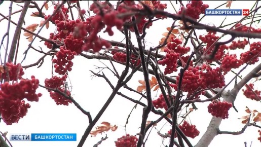 Дожди, туман и +9: прогноз погоды на 30 октября в Башкирии