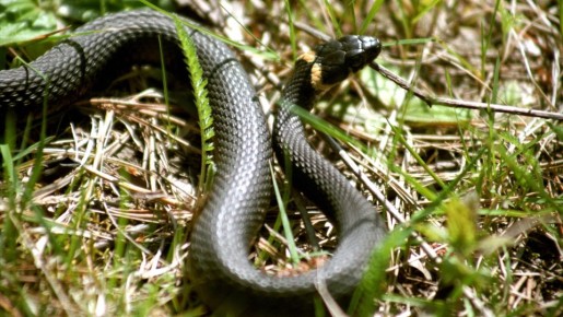 Уж или гадюка: как обезопасить свой отдых на природе от неприятных встреч
